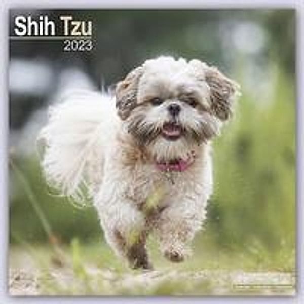 Shih Tzu 2023 - 16-Monatskalender, Avonside Publishing Ltd