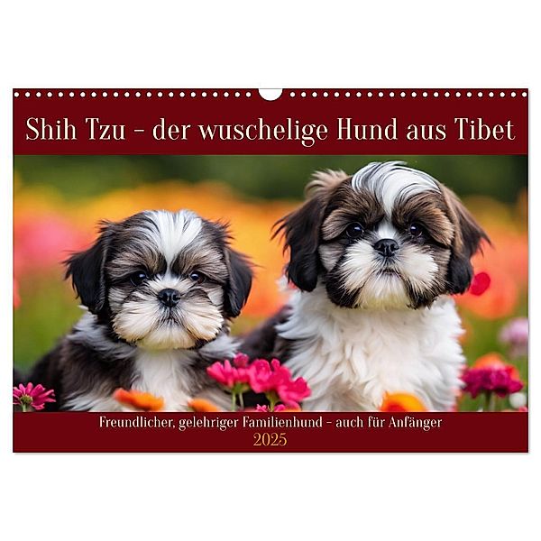 Shih Tzu - der wuschelige Hund aus Tibet (Wandkalender 2025 DIN A3 quer), CALVENDO Monatskalender, Calvendo, Claudia Kleemann