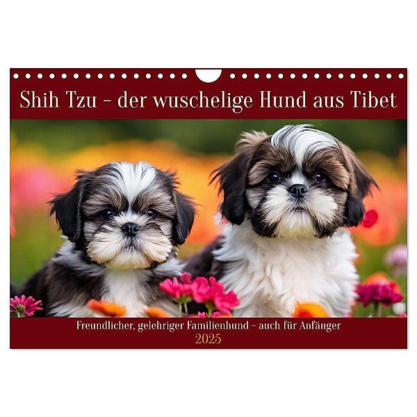 Shih Tzu - der wuschelige Hund aus Tibet (Wandkalender 2025 DIN A4 quer), CALVENDO Monatskalender, Calvendo, Claudia Kleemann