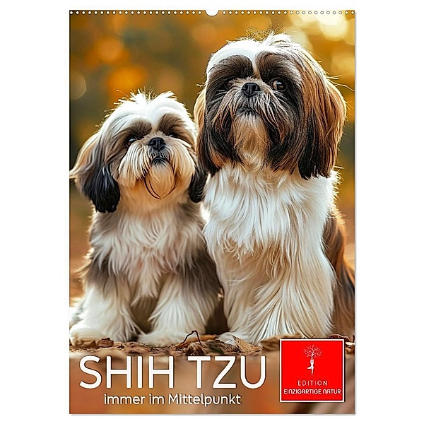 Shih Tzu - immer im Mittelpunkt (Wandkalender 2025 DIN A2 hoch), CALVENDO Monatskalender, Calvendo, Peter Roder