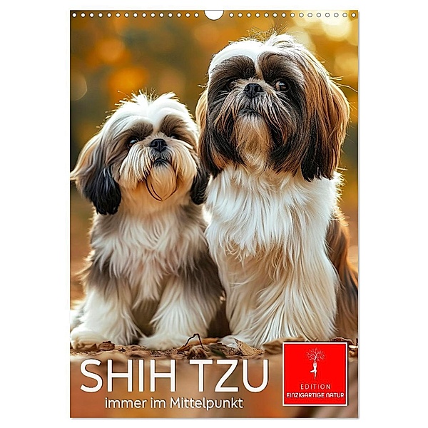 Shih Tzu - immer im Mittelpunkt (Wandkalender 2025 DIN A3 hoch), CALVENDO Monatskalender, Calvendo, Peter Roder