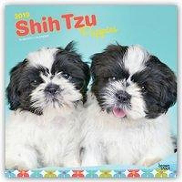 Shih Tzu Puppies - Shih Tzu Welpen 2019 - 18-Monatskalender