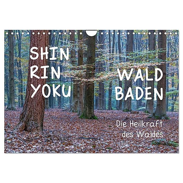 Shinrin yoku - Waldbaden 2025 (Wandkalender 2025 DIN A4 quer), CALVENDO Monatskalender, Calvendo, Irma van der Wiel www.kalender-atelier.de