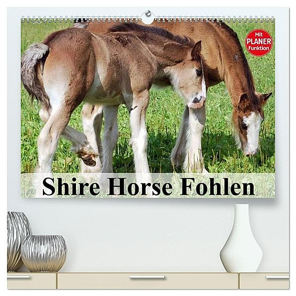 Shire Horse Fohlen (hochwertiger Premium Wandkalender 2024 DIN A2 quer), Kunstdruck in Hochglanz, Elisabeth Stanzer