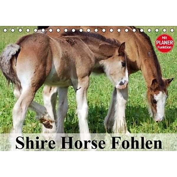 Shire Horse Fohlen (Tischkalender 2016 DIN A5 quer), Elisabeth Stanzer