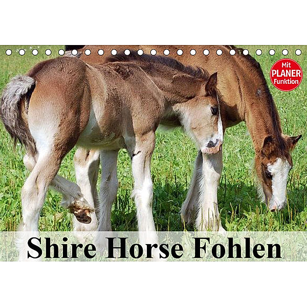 Shire Horse Fohlen (Tischkalender 2019 DIN A5 quer), Elisabeth Stanzer