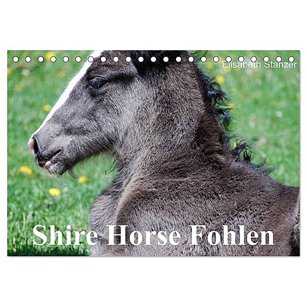 Shire Horse Fohlen (Tischkalender 2024 DIN A5 quer), CALVENDO Monatskalender, Elisabeth Stanzer