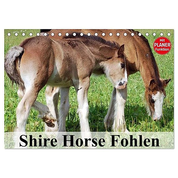 Shire Horse Fohlen (Tischkalender 2025 DIN A5 quer), CALVENDO Monatskalender, Calvendo, Elisabeth Stanzer