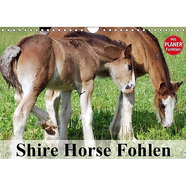 Shire Horse Fohlen (Wandkalender 2017 DIN A4 quer), Elisabeth Stanzer