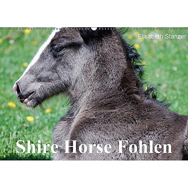 Shire Horse Fohlen (Wandkalender 2018 DIN A2 quer), Elisabeth Stanzer