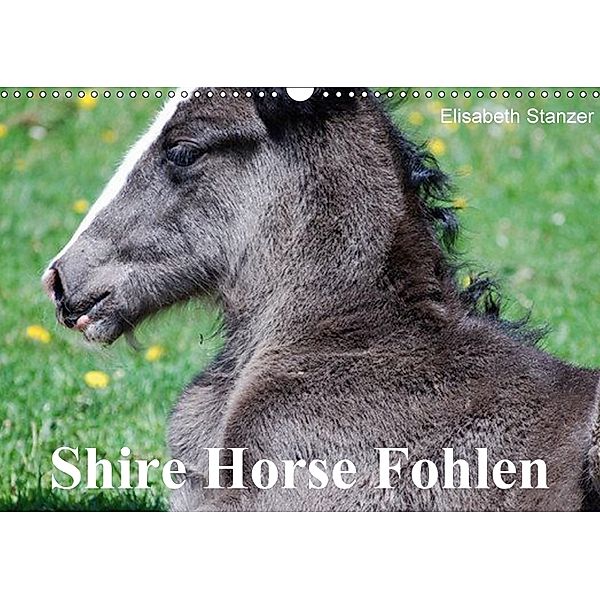 Shire Horse Fohlen (Wandkalender 2018 DIN A3 quer), Elisabeth Stanzer