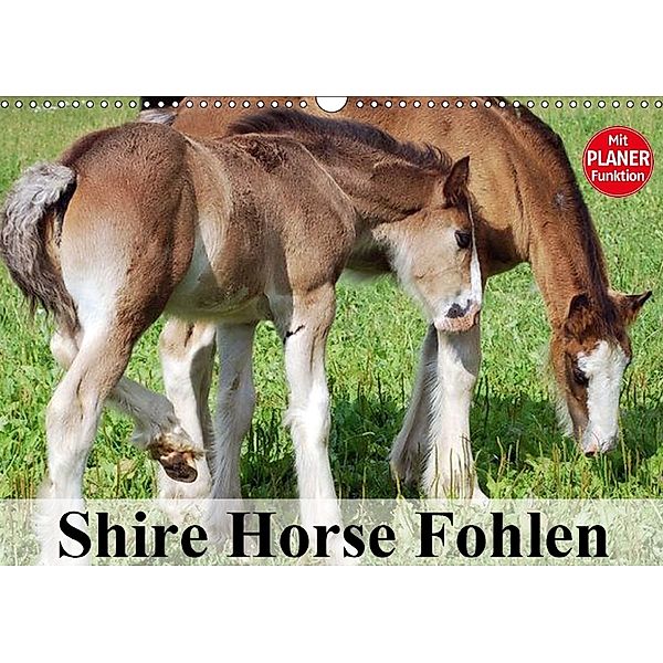 Shire Horse Fohlen (Wandkalender 2018 DIN A3 quer), Elisabeth Stanzer