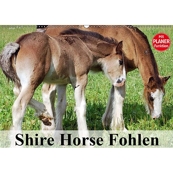 Shire Horse Fohlen (Wandkalender 2019 DIN A2 quer), Elisabeth Stanzer