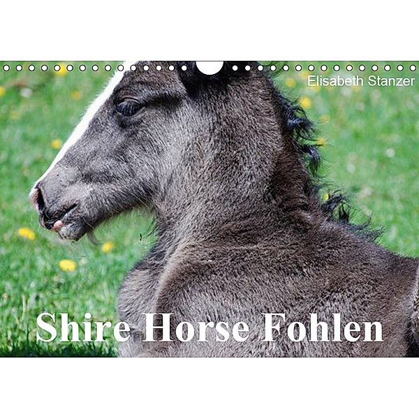 Shire Horse Fohlen (Wandkalender 2019 DIN A4 quer), Elisabeth Stanzer