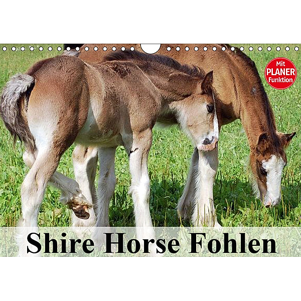 Shire Horse Fohlen (Wandkalender 2019 DIN A4 quer), Elisabeth Stanzer