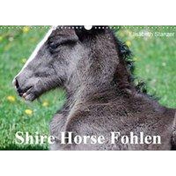 Shire Horse Fohlen (Wandkalender 2020 DIN A3 quer), Elisabeth Stanzer