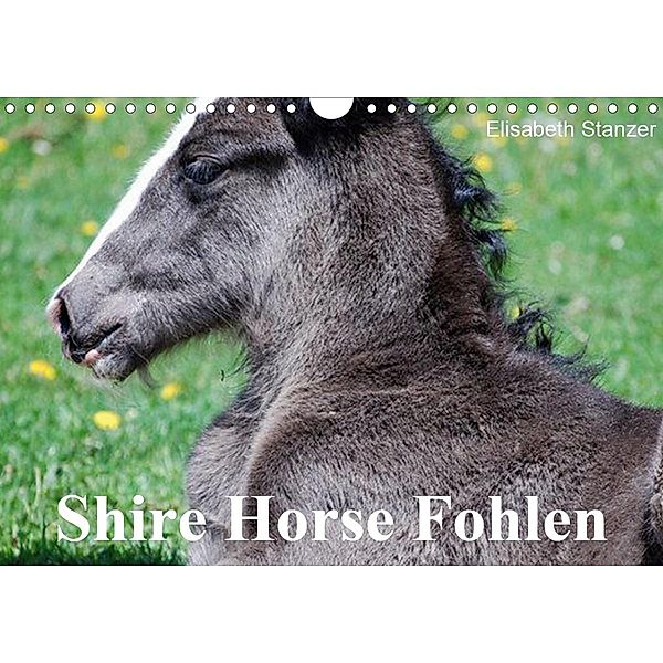 Shire Horse Fohlen (Wandkalender 2020 DIN A4 quer), Elisabeth Stanzer