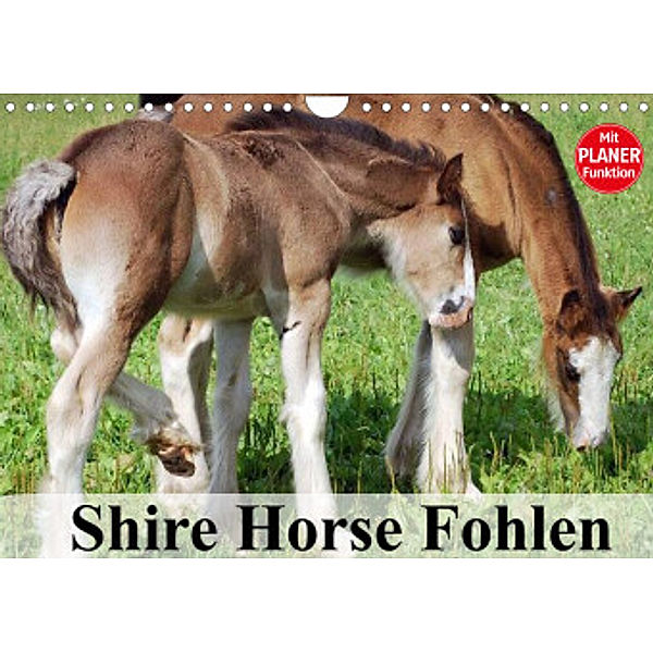 Shire Horse Fohlen (Wandkalender 2022 DIN A4 quer), Elisabeth Stanzer