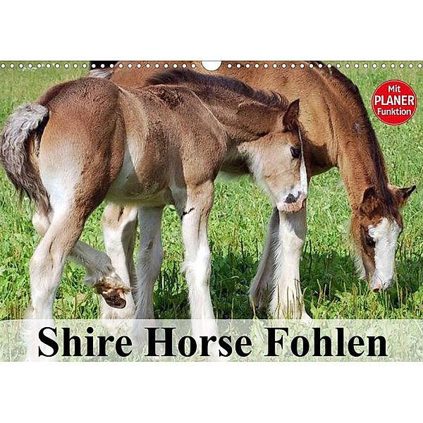 Shire Horse Fohlen (Wandkalender 2023 DIN A3 quer), Elisabeth Stanzer