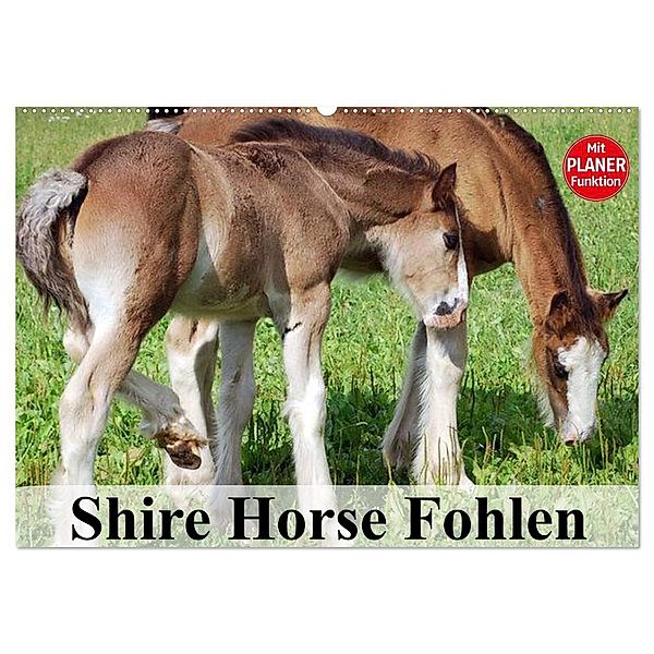 Shire Horse Fohlen (Wandkalender 2024 DIN A2 quer), CALVENDO Monatskalender, Elisabeth Stanzer
