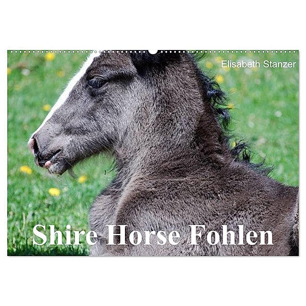 Shire Horse Fohlen (Wandkalender 2024 DIN A2 quer), CALVENDO Monatskalender, Elisabeth Stanzer