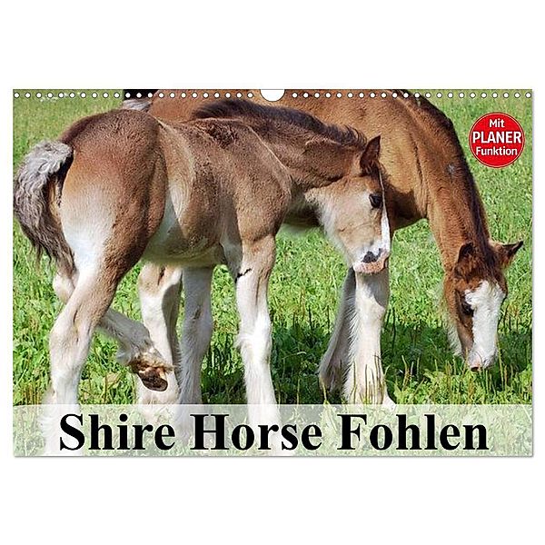 Shire Horse Fohlen (Wandkalender 2024 DIN A3 quer), CALVENDO Monatskalender, Elisabeth Stanzer