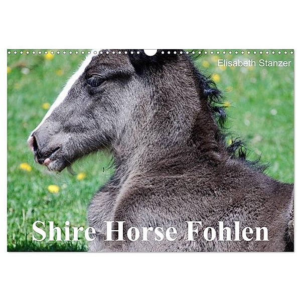 Shire Horse Fohlen (Wandkalender 2024 DIN A3 quer), CALVENDO Monatskalender, Elisabeth Stanzer