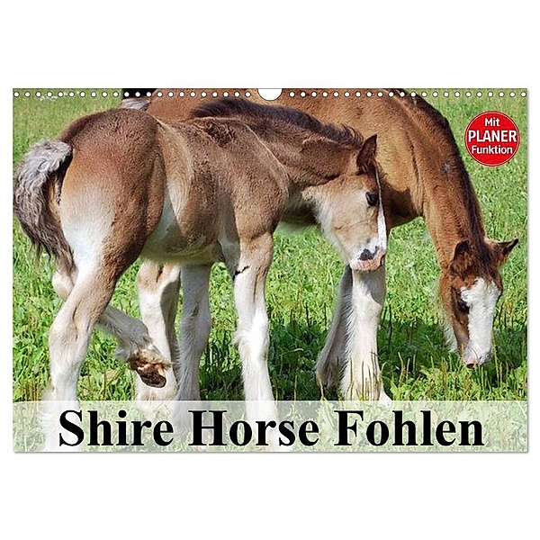 Shire Horse Fohlen (Wandkalender 2025 DIN A3 quer), CALVENDO Monatskalender, Calvendo, Elisabeth Stanzer