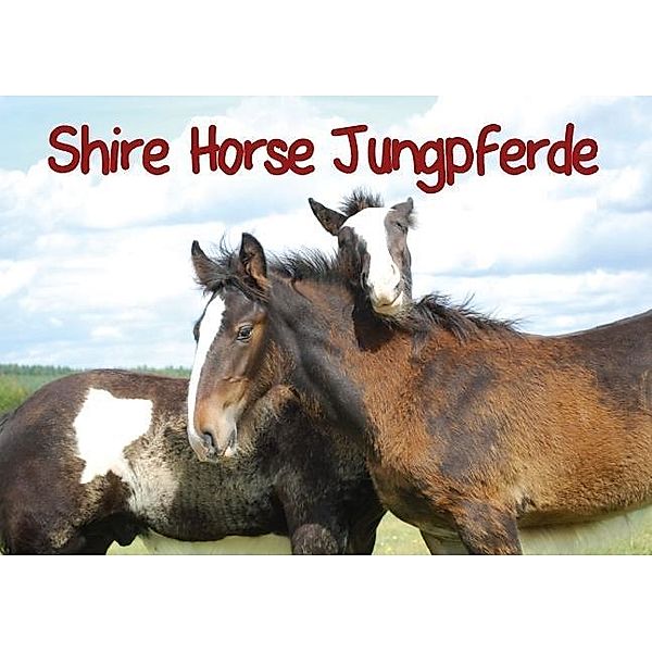 Shire Horse Jungpferde (Tischaufsteller DIN A5 quer), Elisabeth Stanzer