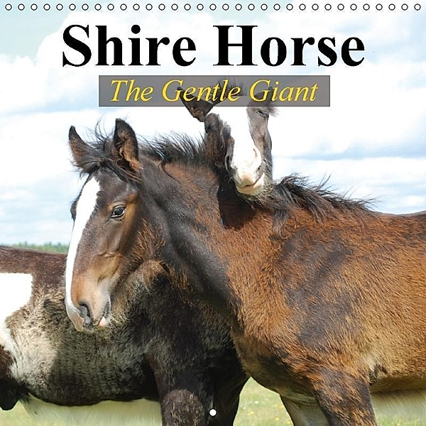 Shire Horse - The gentle giant (Wall Calendar 2017 300 × 300 mm Square), Elisabeth Stanzer