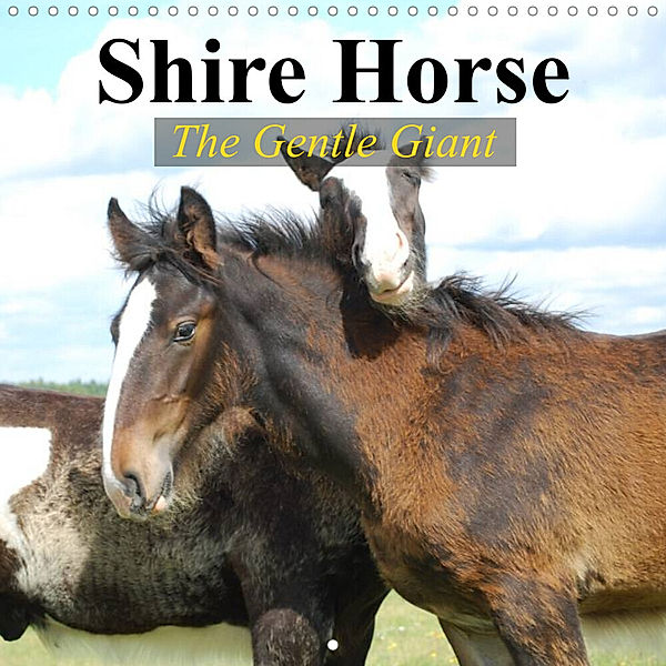 Shire Horse - The gentle giant (Wall Calendar 2023 300 × 300 mm Square), Elisabeth Stanzer