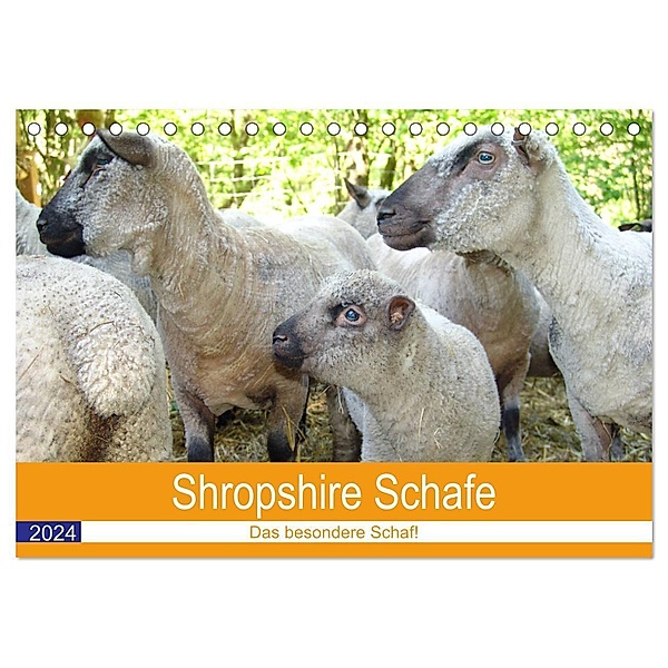 Shropshire Schafe (Tischkalender 2024 DIN A5 quer), CALVENDO Monatskalender, Margarete Brunhilde Kesting