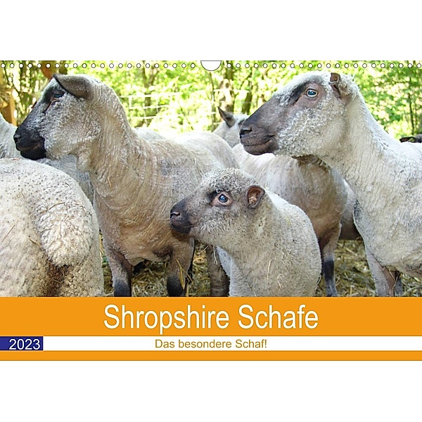 Shropshire Schafe (Wandkalender 2023 DIN A3 quer), Margarete Brunhilde Kesting