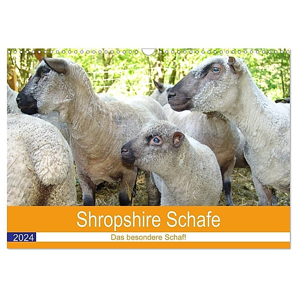 Shropshire Schafe (Wandkalender 2024 DIN A3 quer), CALVENDO Monatskalender, Margarete Brunhilde Kesting