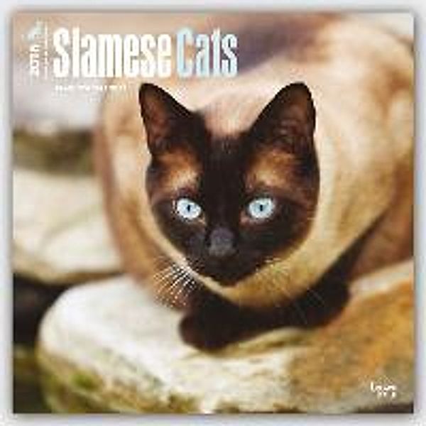 Siamese Cats 2016