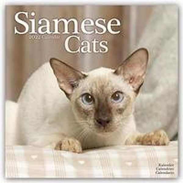 Siamese Cats - Siam-Katzen 2022 - 16-Monatskalender, Avonside Publishing Ltd