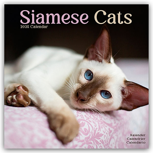 Siamese Cats - Siam-Katzen 2025 - 16-Monatskalender, Avonside Publishing Ltd
