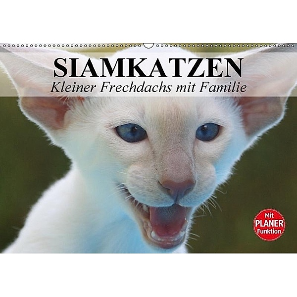 Siamkatzen - Kleiner Frechdachs mit Familie (Wandkalender 2017 DIN A2 quer), Elisabeth Stanzer