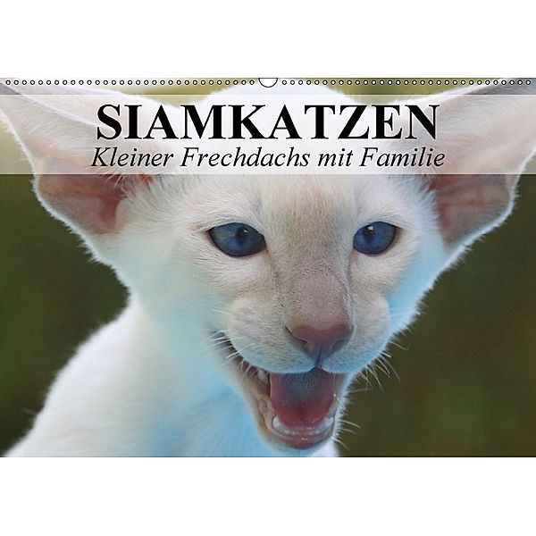 Siamkatzen - Kleiner Frechdachs mit Familie (Wandkalender 2018 DIN A2 quer), Elisabeth Stanzer