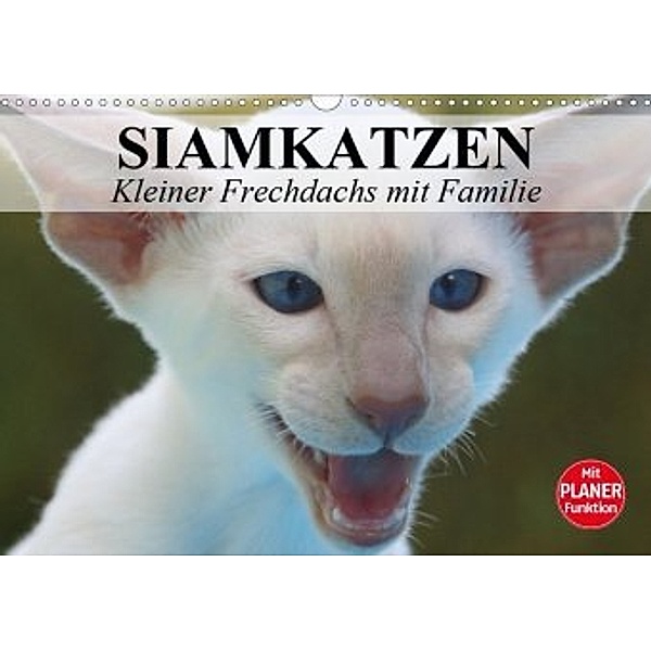 Siamkatzen - Kleiner Frechdachs mit Familie (Wandkalender 2020 DIN A3 quer), Elisabeth Stanzer