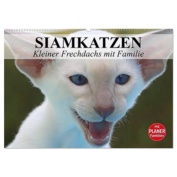 Siamkatzen - Kleiner Frechdachs mit Familie (Wandkalender 2024 DIN A2 quer), CALVENDO Monatskalender, Elisabeth Stanzer