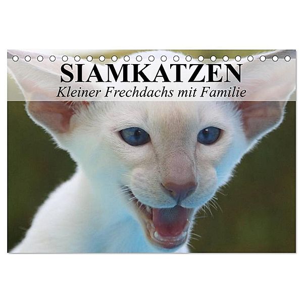 Siamkatzen - Kleiner Frechdachs mit Familie (Tischkalender 2024 DIN A5 quer), CALVENDO Monatskalender, Elisabeth Stanzer