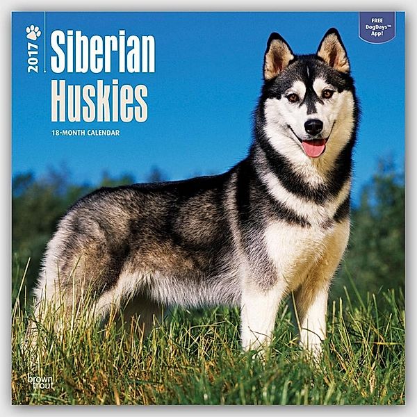 Siberian Huskies 2017
