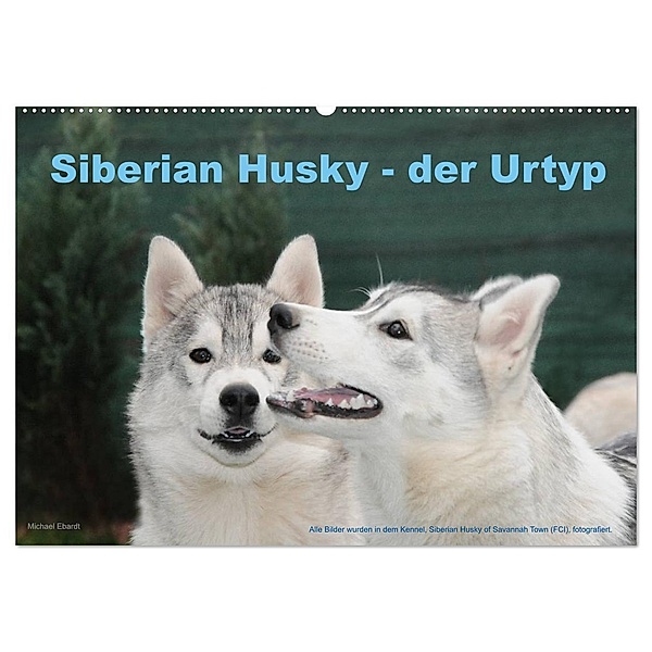 Siberian Husky - der Urtyp (Wandkalender 2024 DIN A2 quer), CALVENDO Monatskalender, Michael Ebardt
