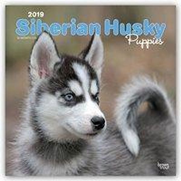 Siberian Husky Puppies - Husky-Welpen 2019 - 18-Monatskalend