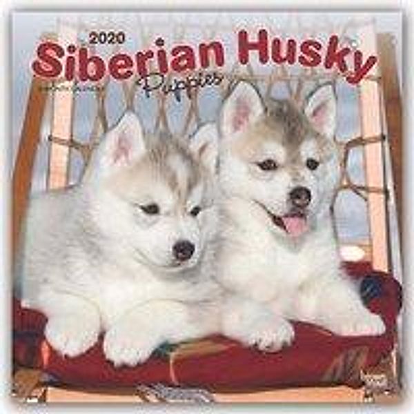 Siberian Husky Puppies - Husky-Welpen 2020, BrownTrout Publisher