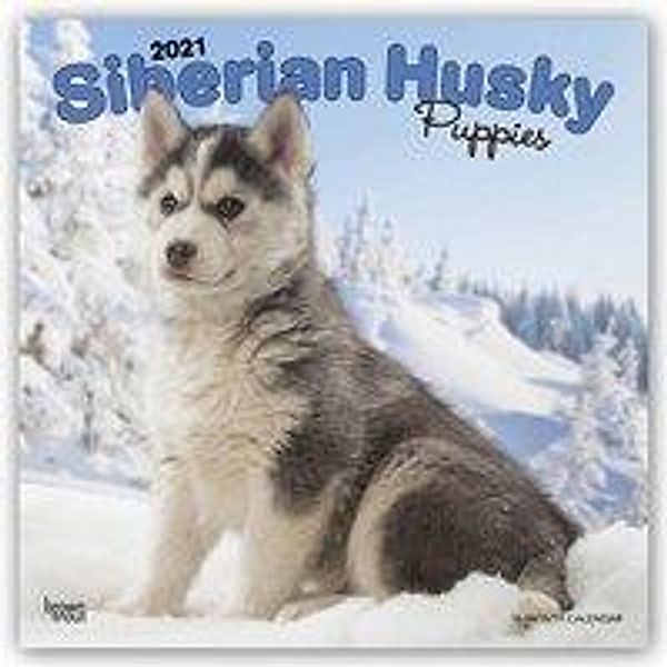 Siberian Husky Puppies - Husky-Welpen 2021 - 16-Monatskalender mit freier DogDays-App, Siberian Husky Puppies 2021