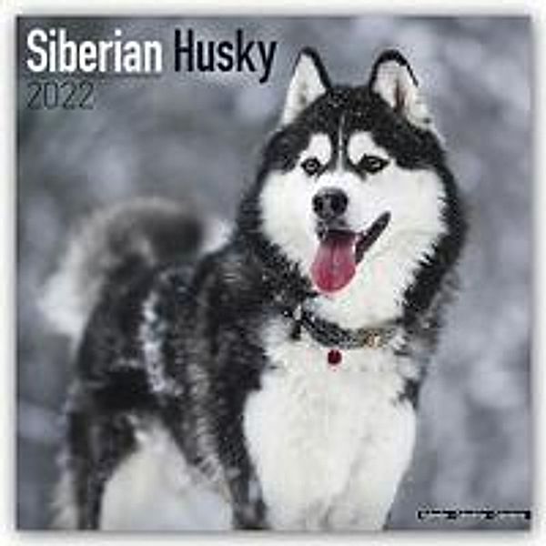 Siberian Husky - Sibirische Huskies 2022 - 16-Monatskalender, Avonside Publishing Ltd