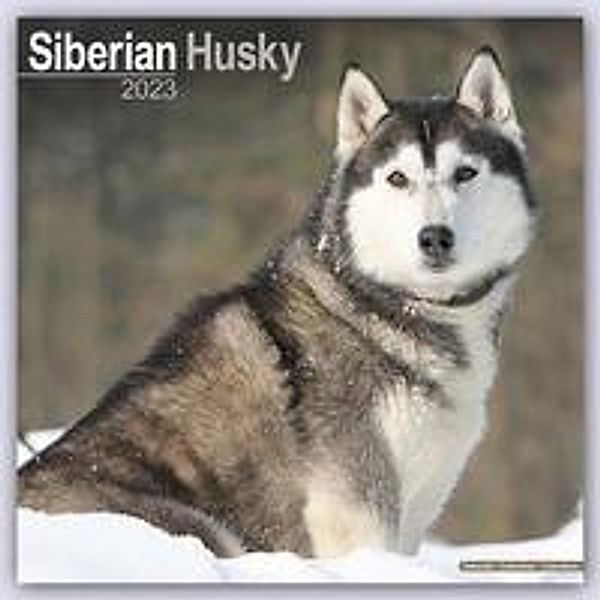 Siberian Husky - Sibirische Huskys 2023 - 16-Monatskalender, Avonside Publishing Ltd