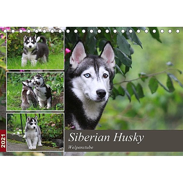 Siberian Husky - Welpenstube (Tischkalender 2021 DIN A5 quer), Barbara Mielewczyk